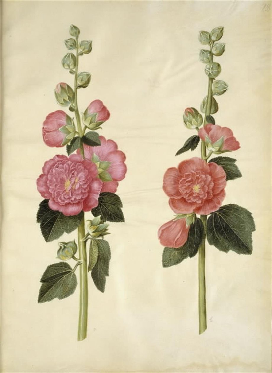 Alcea rosea (har-stokrose) af Hans Simon Holtzbecker