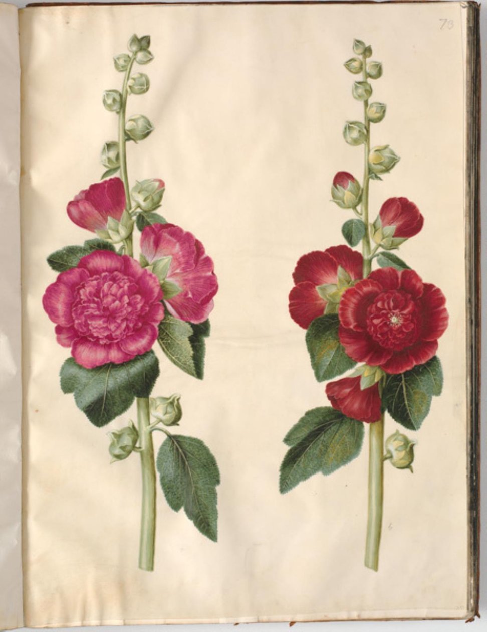Alcea rosea (har-stokrose) af Hans Simon Holtzbecker