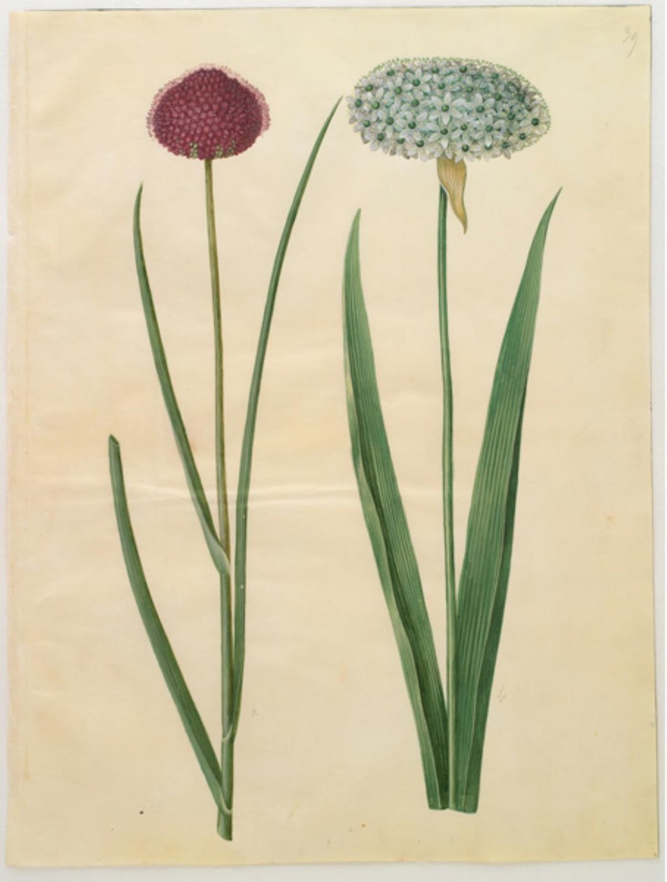 Allium sphaerocephalon (middelhavs-prydløg); Allium nigrum (sort løg) af Hans Simon Holtzbecker