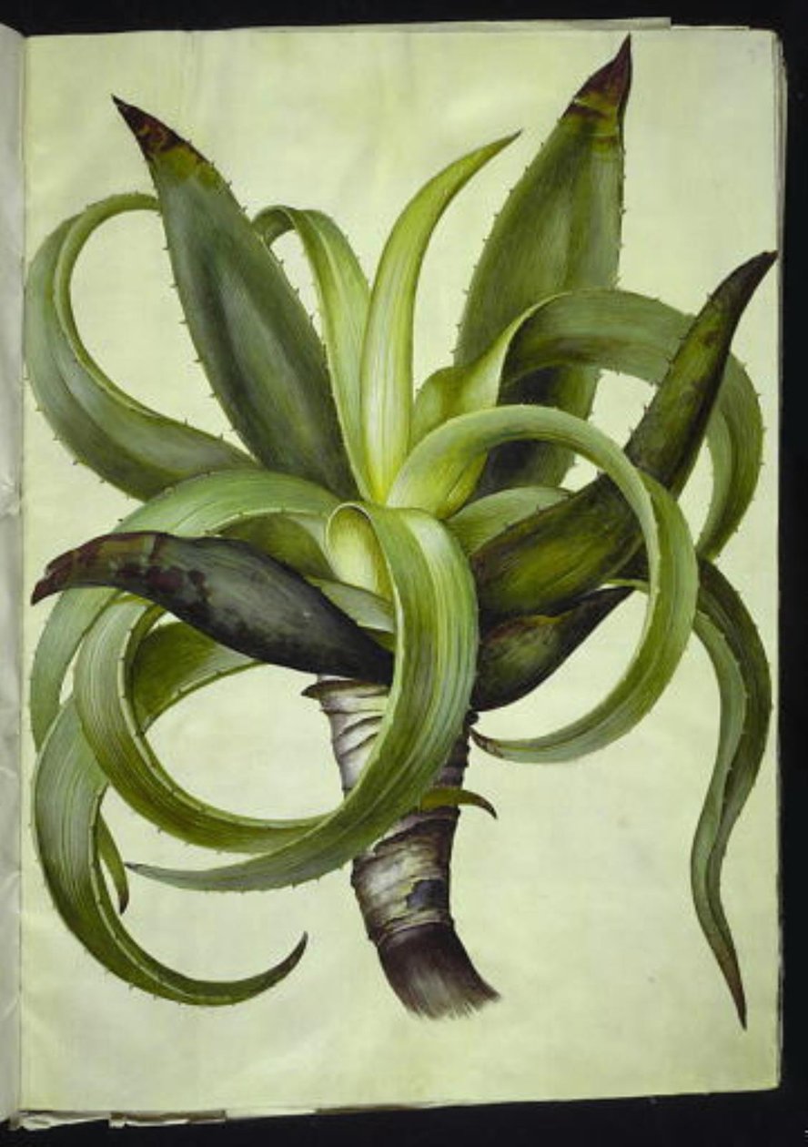 Aloe (aloe) af Hans Simon Holtzbecker