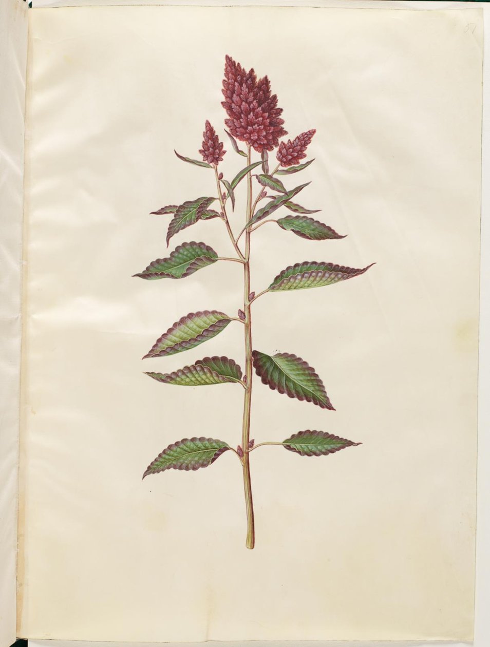 Blod amaranth (rød amaranth) af Hans Simon Holtzbecker