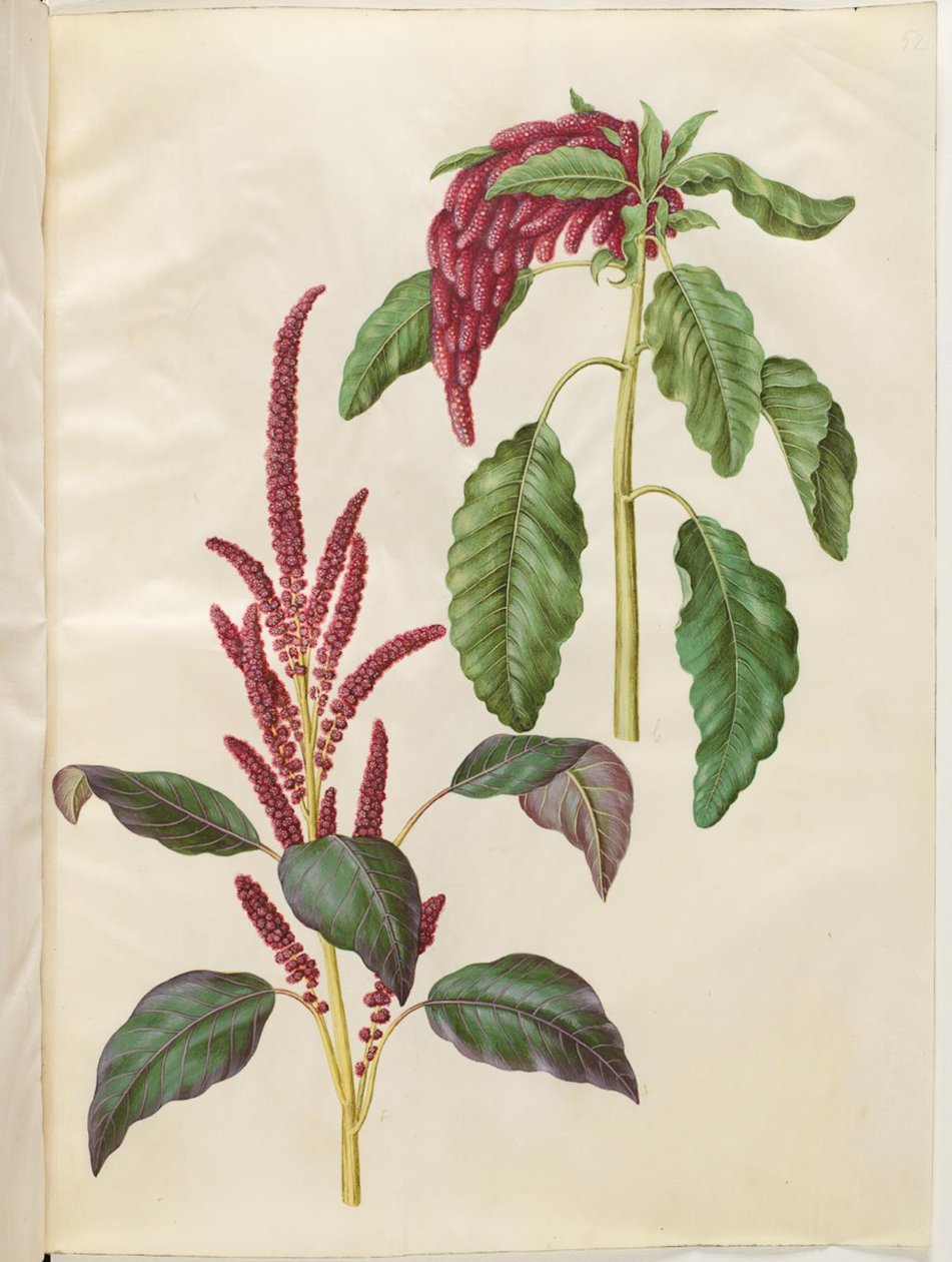 Blodig Amaranthus (rød amarant); Amaranthus caudate (revehale-amarant) af Hans Simon Holtzbecker