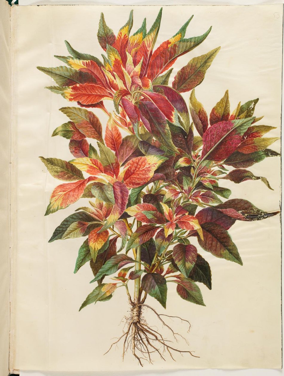 Amaranthus tricolor (papegøje-amarant) af Hans Simon Holtzbecker