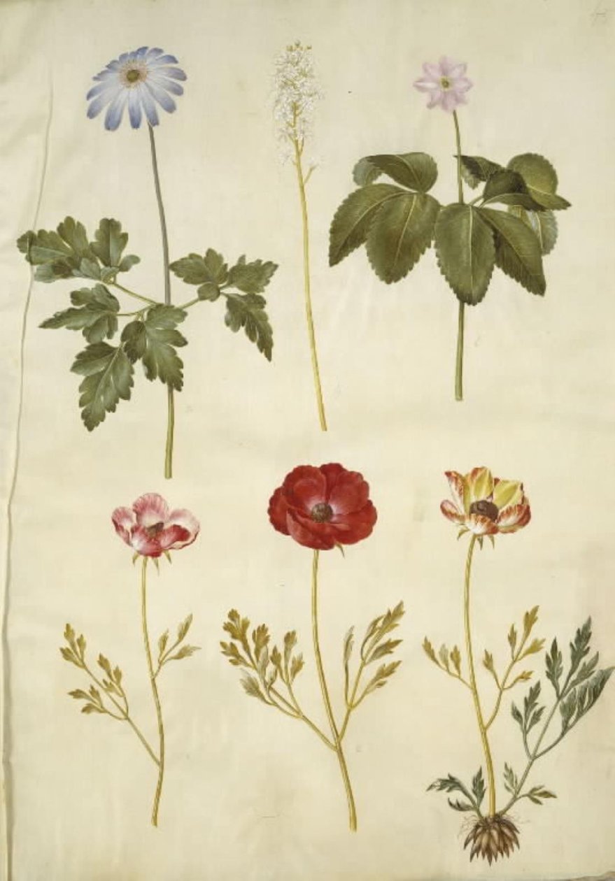 Anemone apennina (appenniner-anemone); Tiarella cordifolia (almindelig skumblomst); Anemone trifolia (trilling-anemone); Ranunculus asiaticus (have-ranunkel) af Hans Simon Holtzbecker