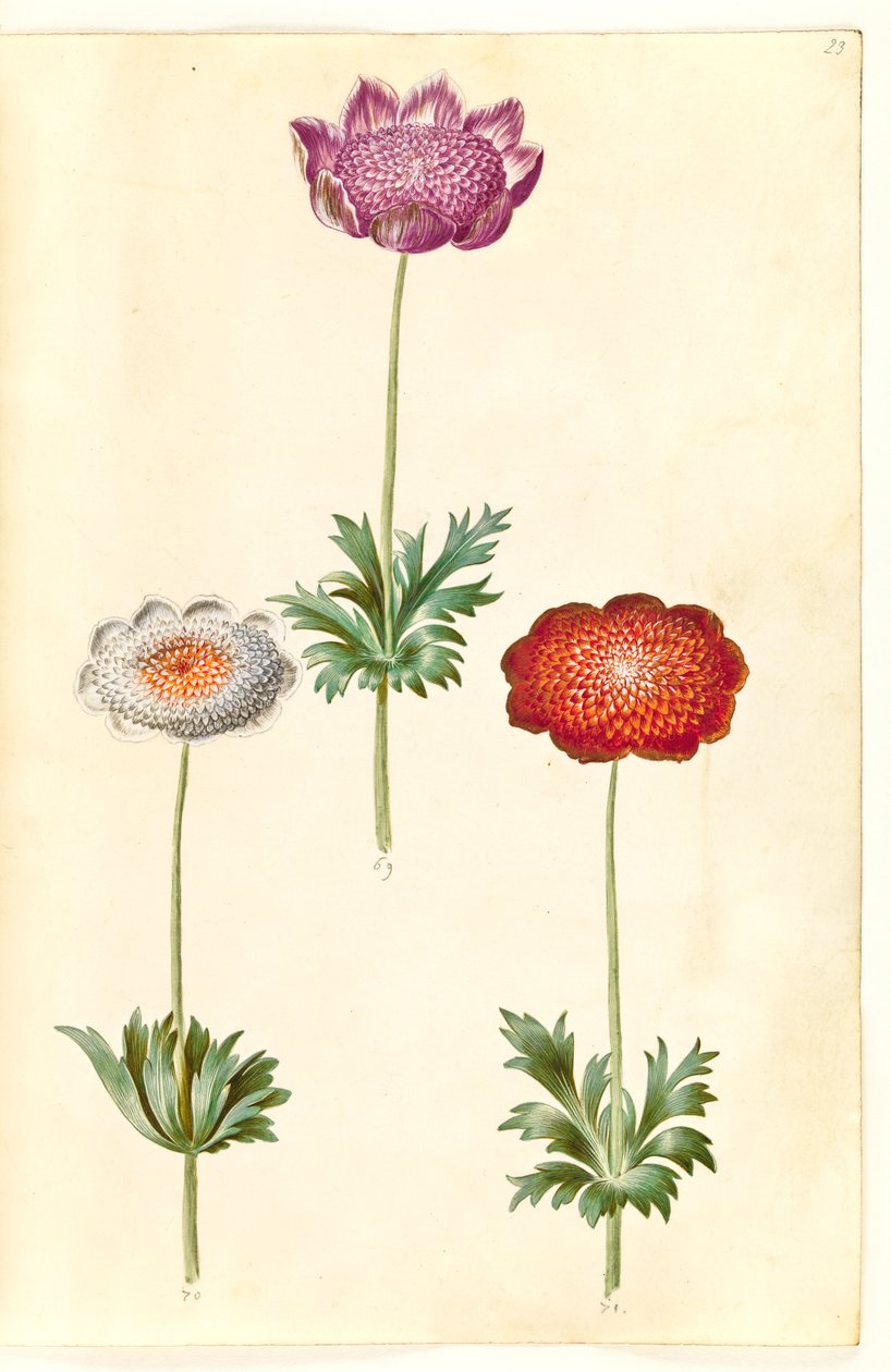 Anemone coronaria (fransk anemone) af Hans Simon Holtzbecker