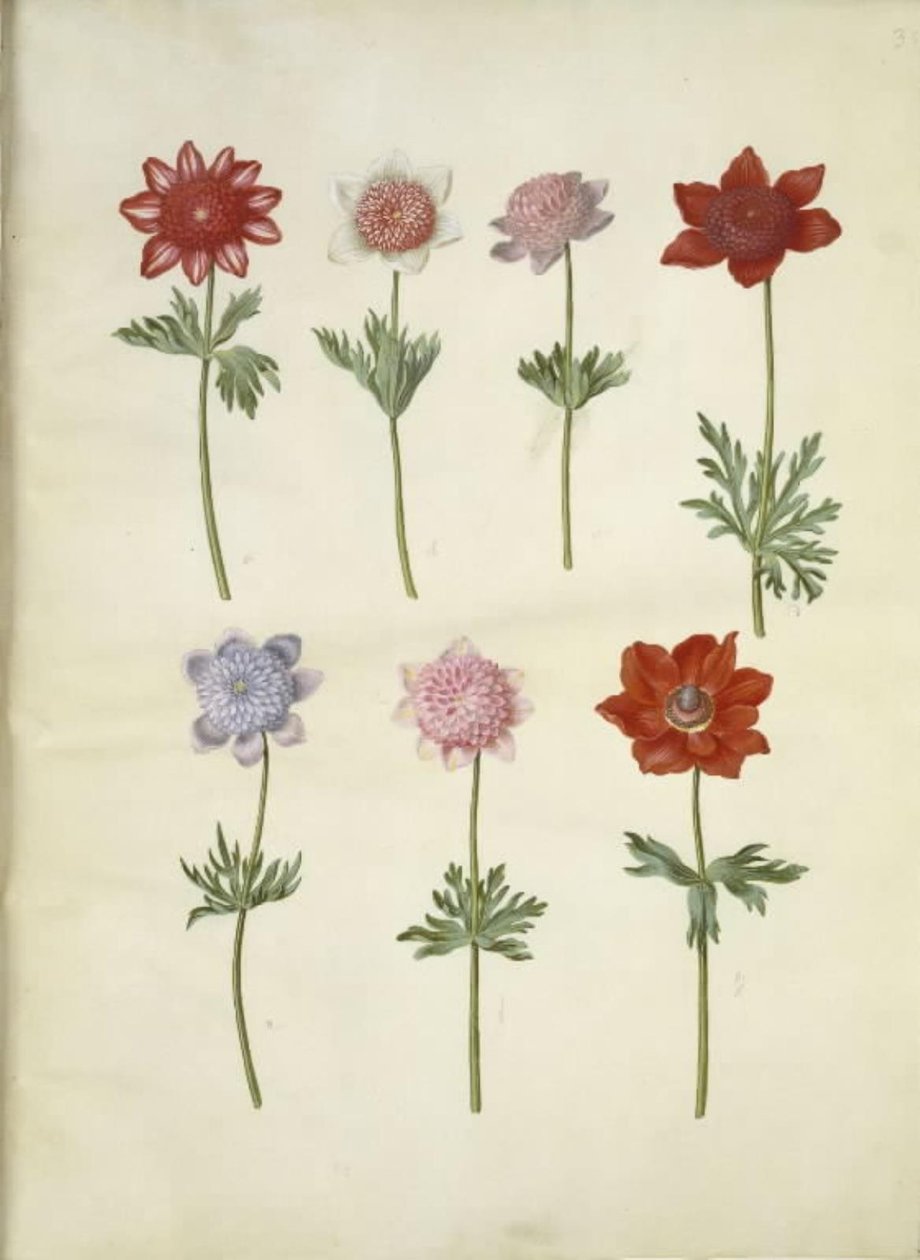Anemone coronaria (fransk anemone) af Hans Simon Holtzbecker