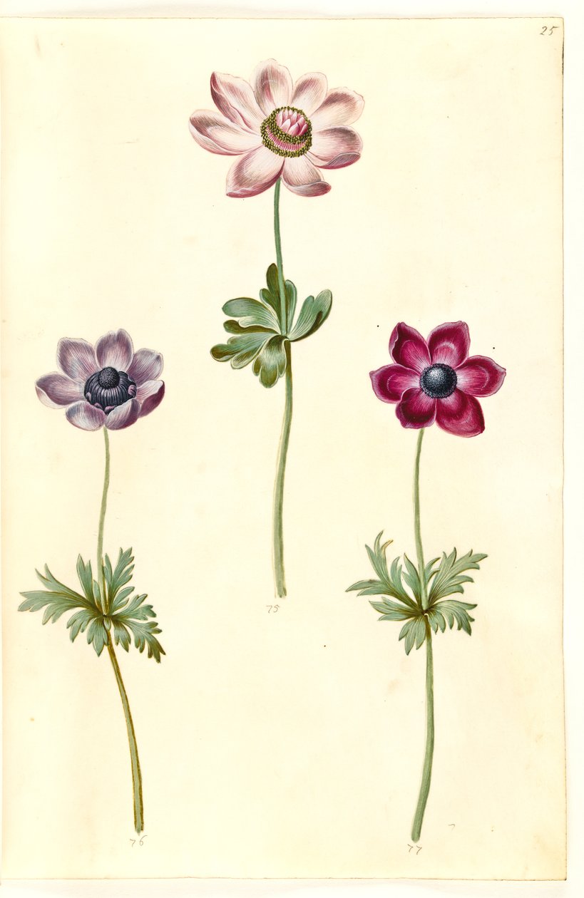 Anemone coronaria (fransk anemone) af Hans Simon Holtzbecker