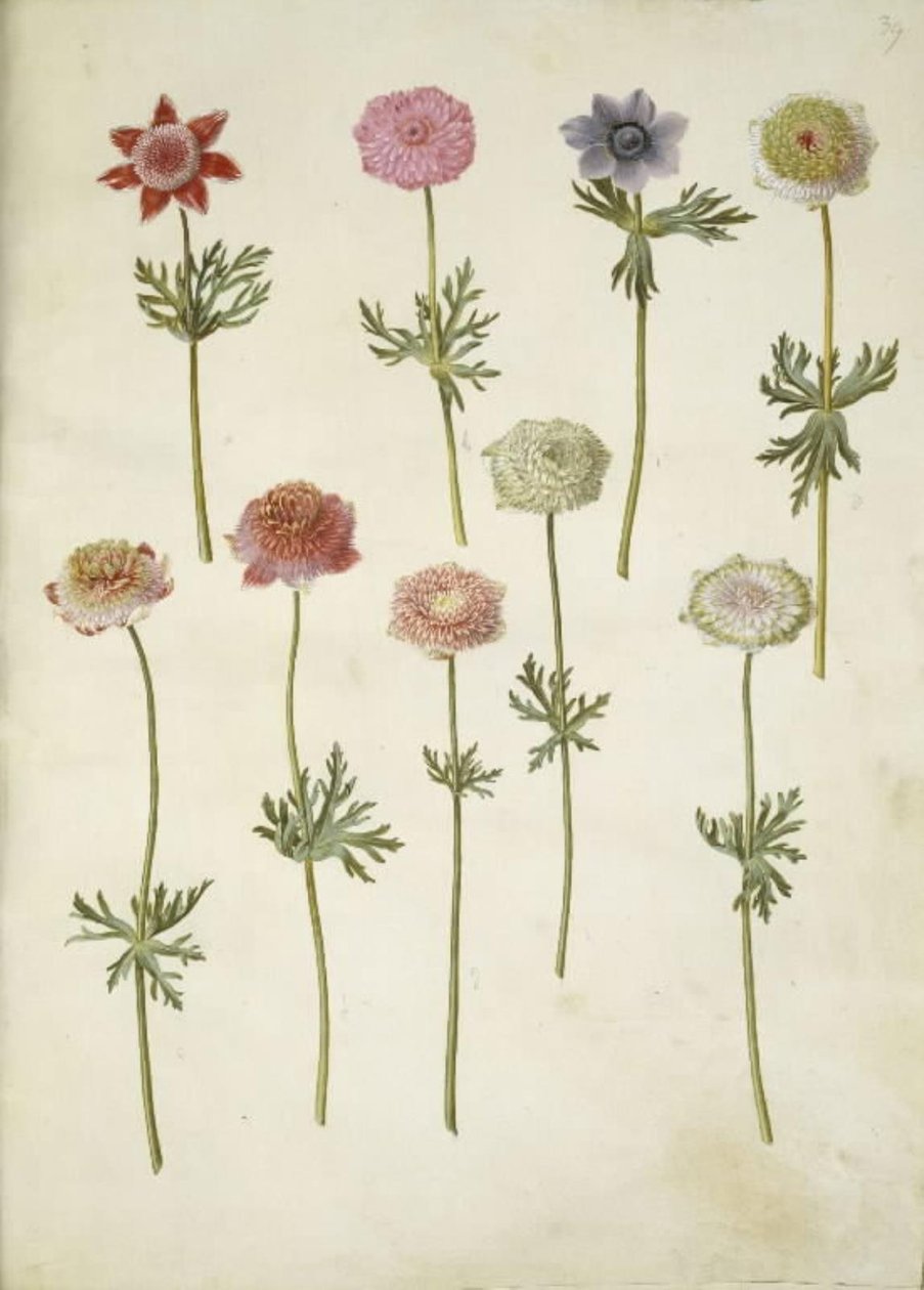 Anemone coronaria (fransk anemone) af Hans Simon Holtzbecker