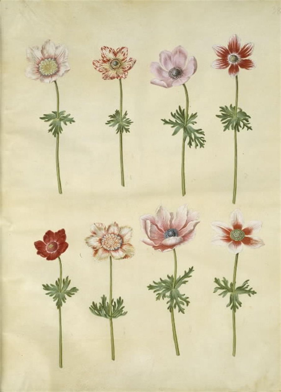 Anemone coronaria (fransk anemone) af Hans Simon Holtzbecker