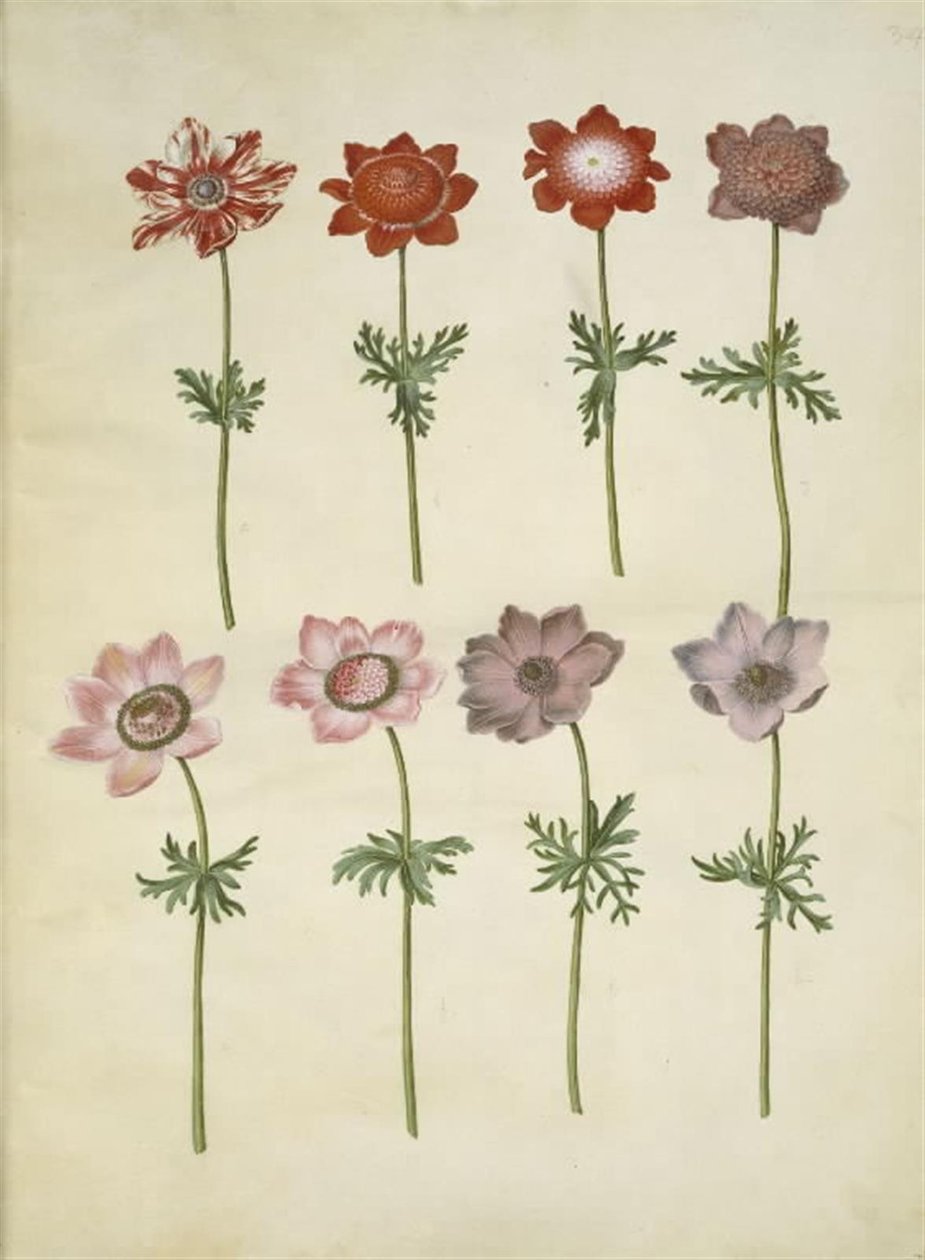 Anemone coronaria (fransk anemone) af Hans Simon Holtzbecker