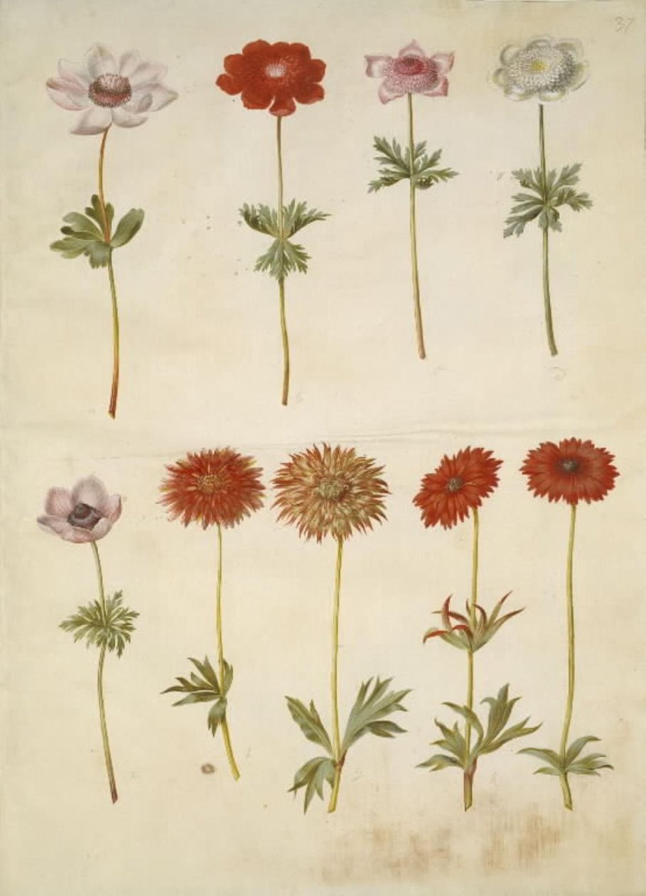 Anemone coronaria (fransk anemone); Anemone ×fulgens (skinnende anemone) af Hans Simon Holtzbecker