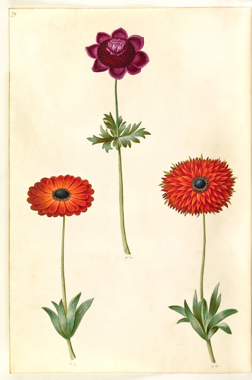 Anemone coronaria (fransk anemone); Anemone ×fulgens (skinnende anemone) af Hans Simon Holtzbecker