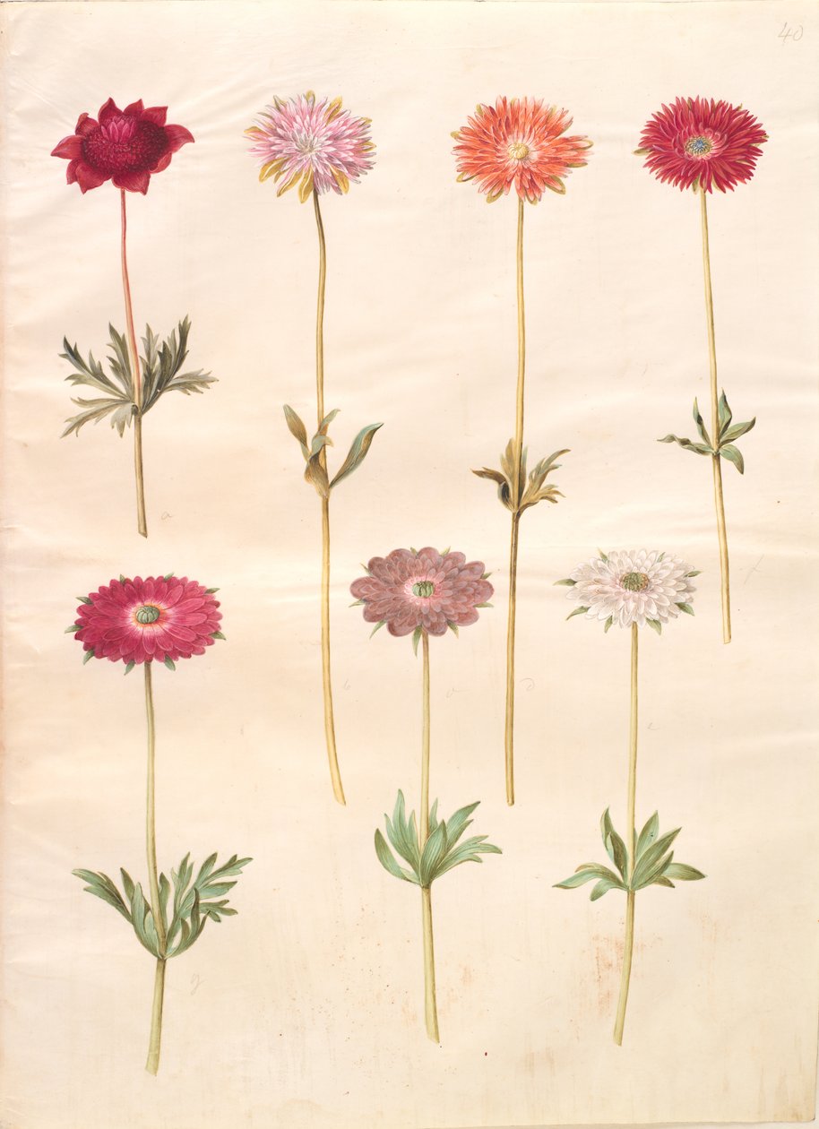 Anemone coronaria (fransk anemone); Anemone ×fulgens (skinnende anemone) af Hans Simon Holtzbecker