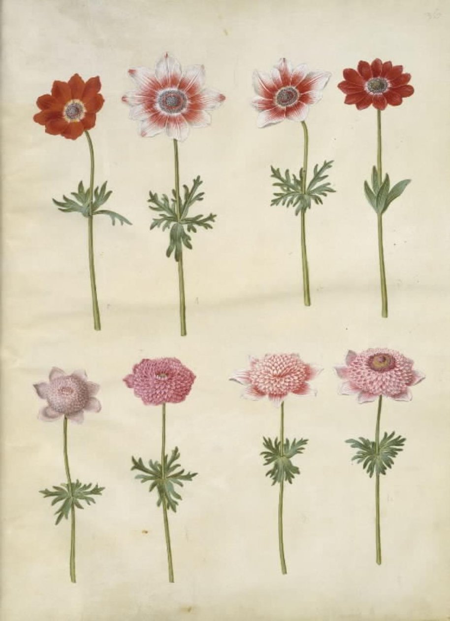 Anemone coronaria L. (fransk anemone); Anemone pavonina (påfugle-anemone) af Hans Simon Holtzbecker