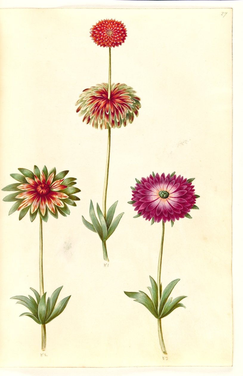 Anemone ×fulgens (skinnende anemone) af Hans Simon Holtzbecker