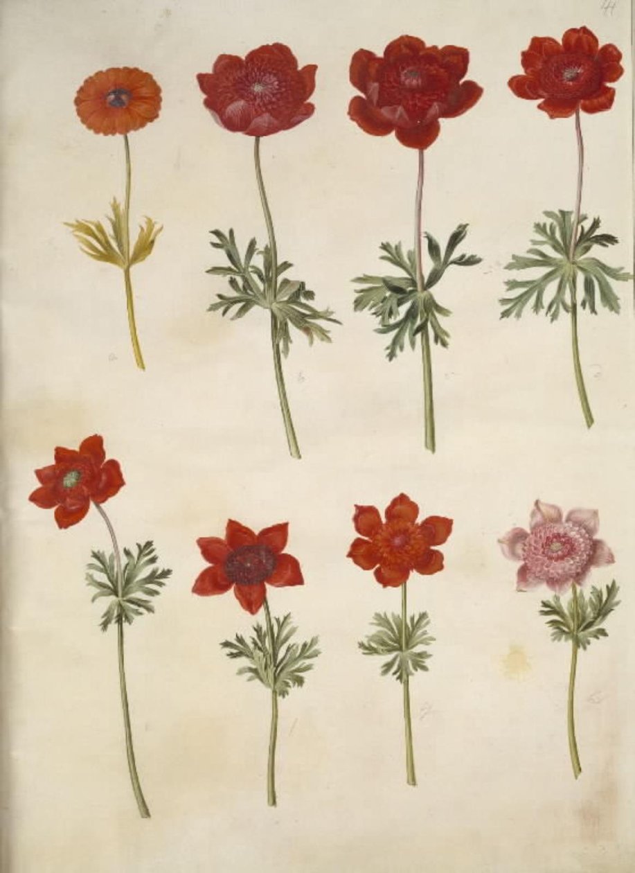 Anemone ×fulgens (skinnende anemone); Anemone coronaria (fransk anemone) af Hans Simon Holtzbecker