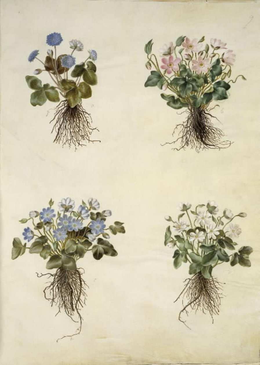 Anemone hepatica (blå anemone) af Hans Simon Holtzbecker