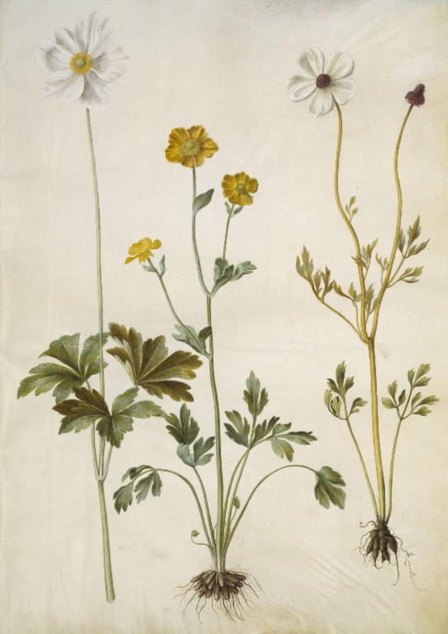 Anemone sylvestris (sommer-anemone); Ranunculus monspeliacus (silke-ranunkel); Ranunculus asiaticus (have-ranunkel) af Hans Simon Holtzbecker