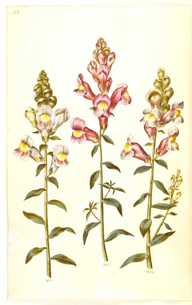 Antirrhinus majus (have-løvemund) af Hans Simon Holtzbecker