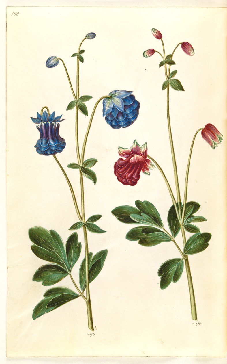 Aquilegia vulgaris (almindelig akeleje) af Hans Simon Holtzbecker