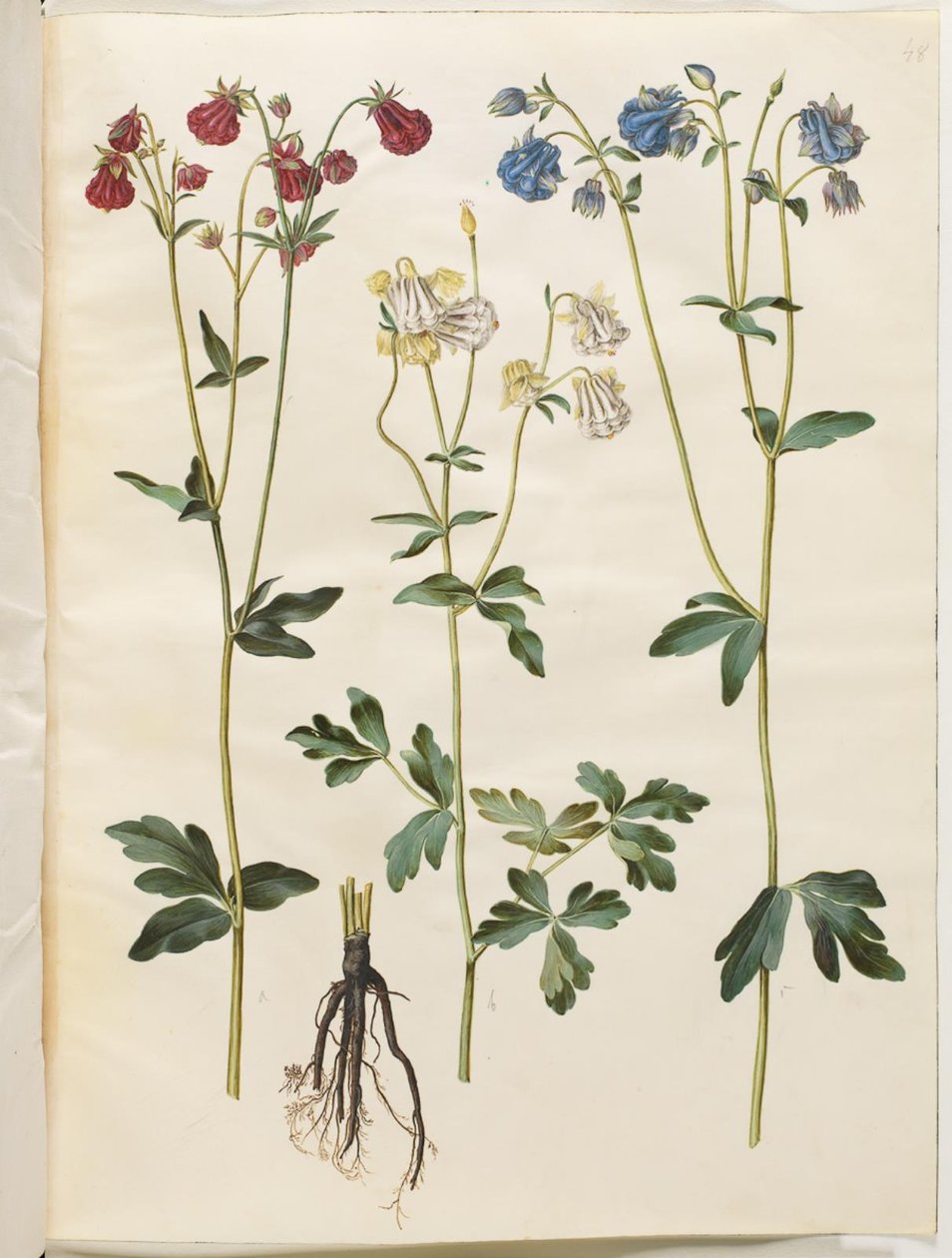 Aquilegia vulgaris (almindelig akeleje) af Hans Simon Holtzbecker