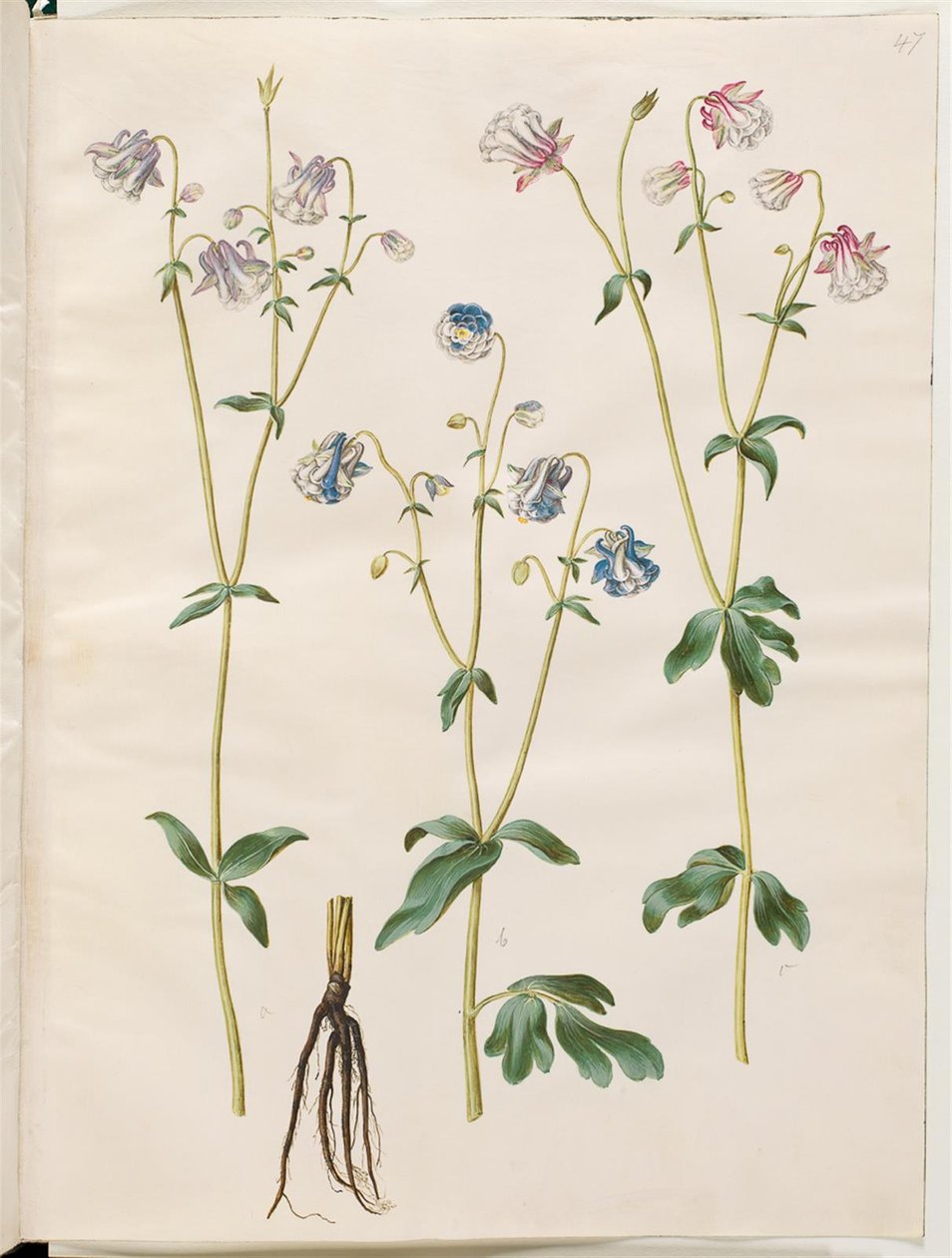 Aquilegia vulgaris (almindelig akeleje) af Hans Simon Holtzbecker