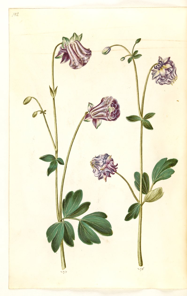 Aquilegia vulgaris (almindelig akeleje) af Hans Simon Holtzbecker