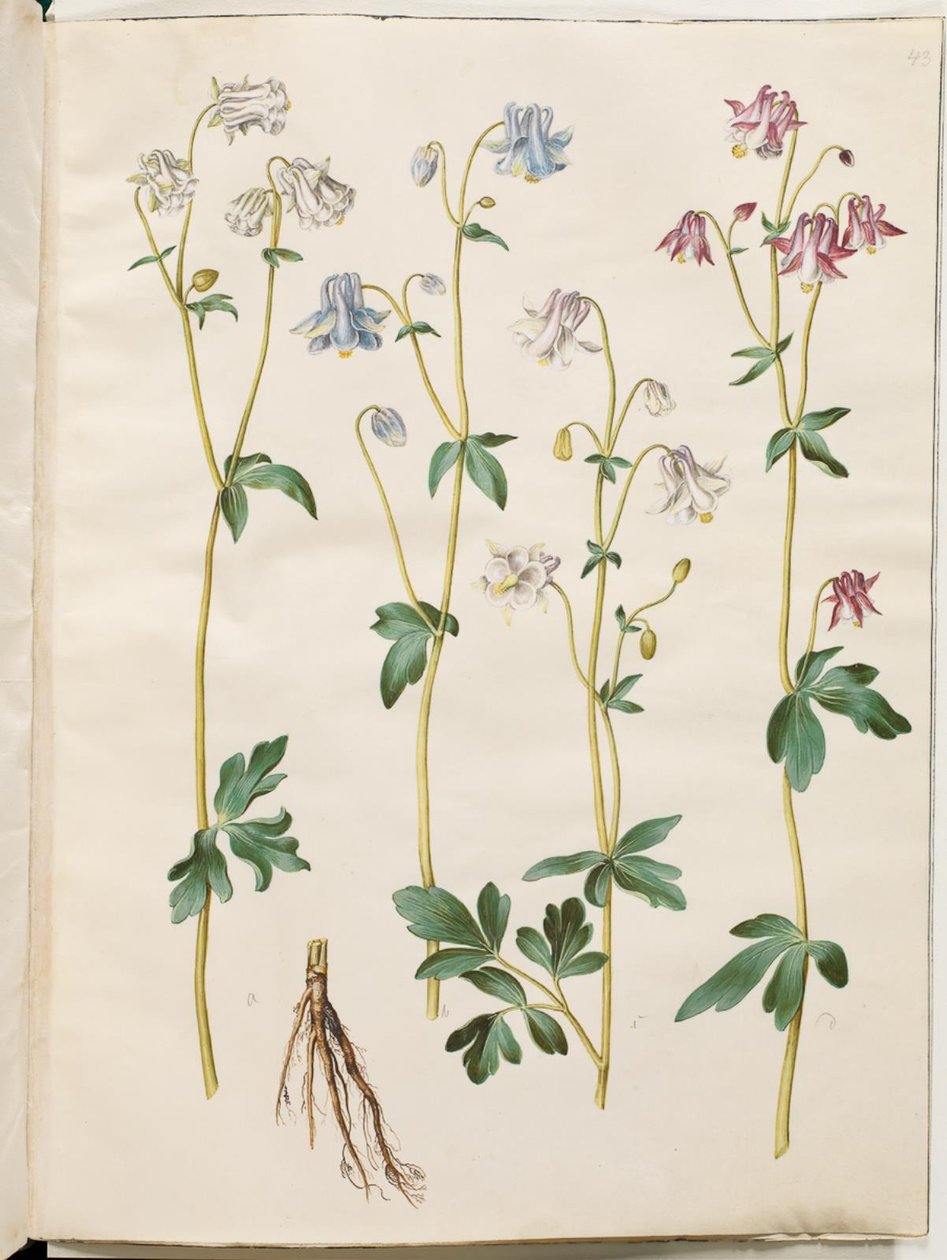 Aquilegia vulgaris (almindelig akeleje) af Hans Simon Holtzbecker