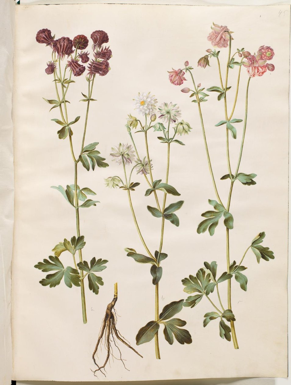 Aquilegia vulgaris (almindelig akeleje) af Hans Simon Holtzbecker