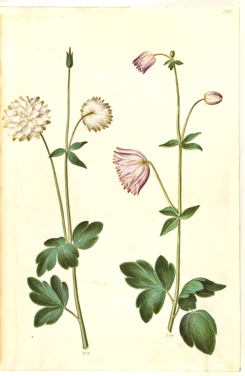 Aquilegia vulgaris (almindelig akeleje) af Hans Simon Holtzbecker