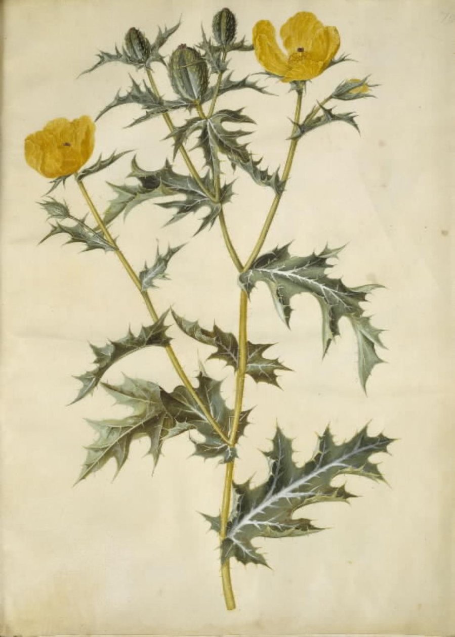 Argemone mexicana (mexicansk pigvalmue) af Hans Simon Holtzbecker
