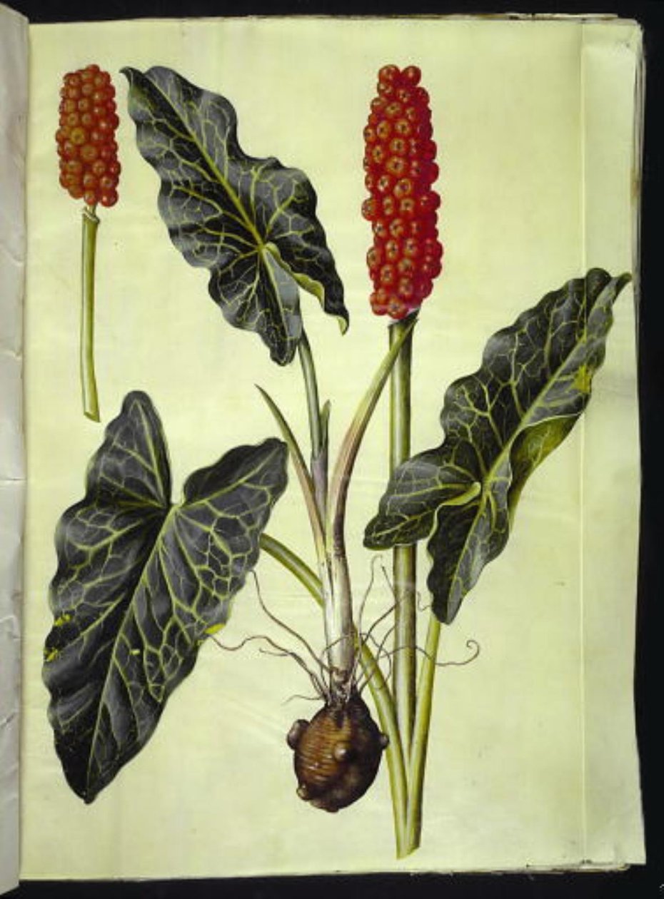 Italiensk arum (italiensk arum) af Hans Simon Holtzbecker