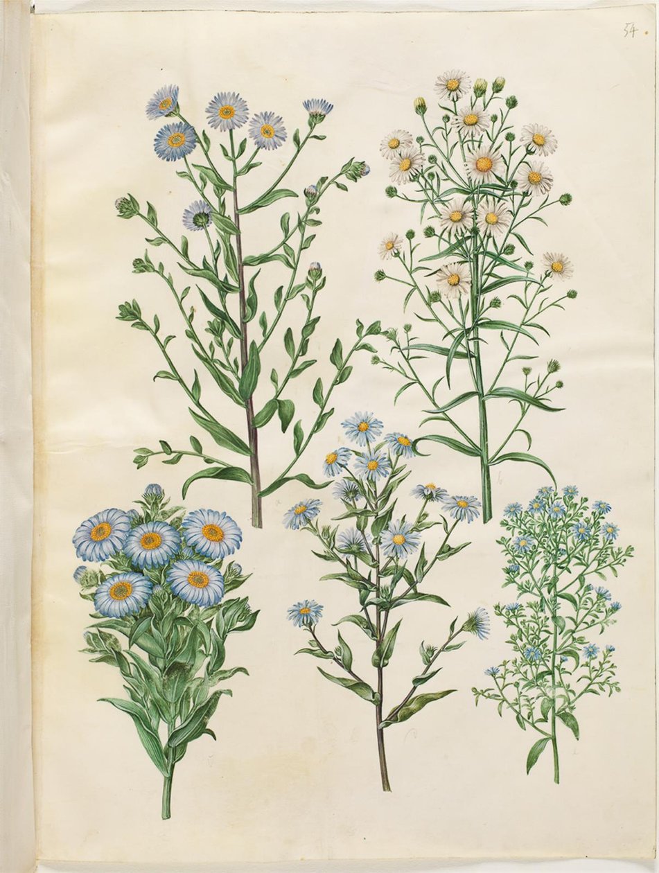 Aster amellus (jomfru-asters); Symphyotrichum novi-Belgii (nybelgiske asters); New-England Symphyotrichum (nyengelsk asters); Symphyotrichum dumosum (pude-asters); Symphyotrichum ericoides (lyng-asters) af Hans Simon Holtzbecker