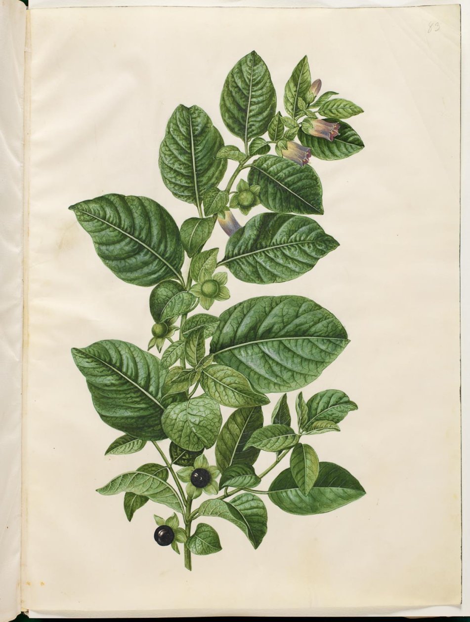 Atropa belladonna (honningbær) af Hans Simon Holtzbecker