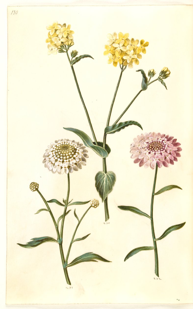 Brassica napus (raps); Iberis amara (bitter sløjfeblomst) af Hans Simon Holtzbecker