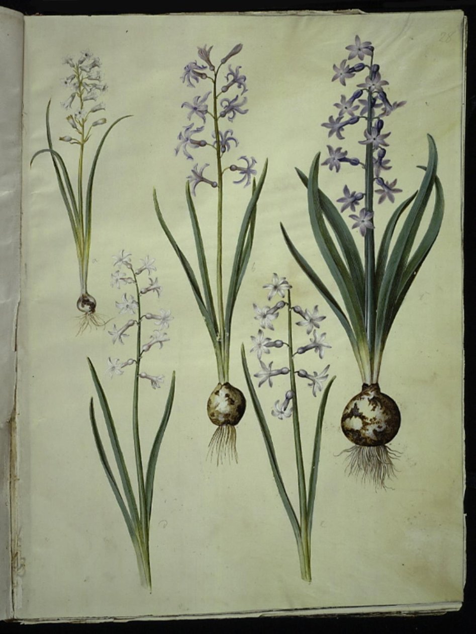 Brimeura amethystina (pyreneisk blå); Orientalsk hyacint (Almindelig hyacint) af Hans Simon Holtzbecker