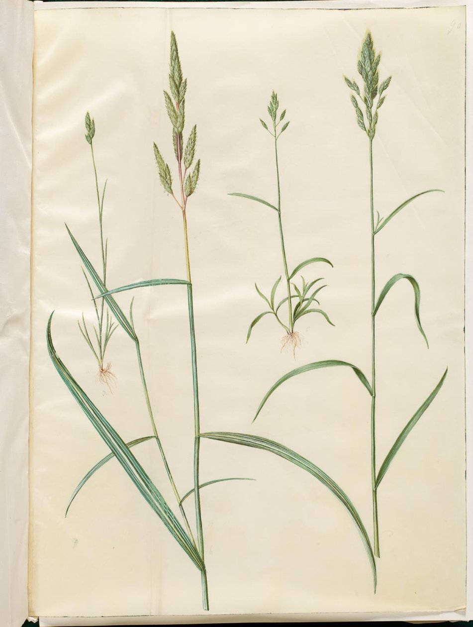 Bromus byg (blød hejre); Phalaris arundinacea af Hans Simon Holtzbecker