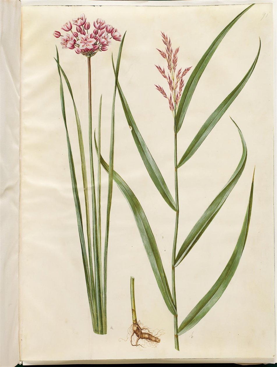 Butomus umbellatus (brudelys); Phragmites australis (almindelig tagrør) af Hans Simon Holtzbecker