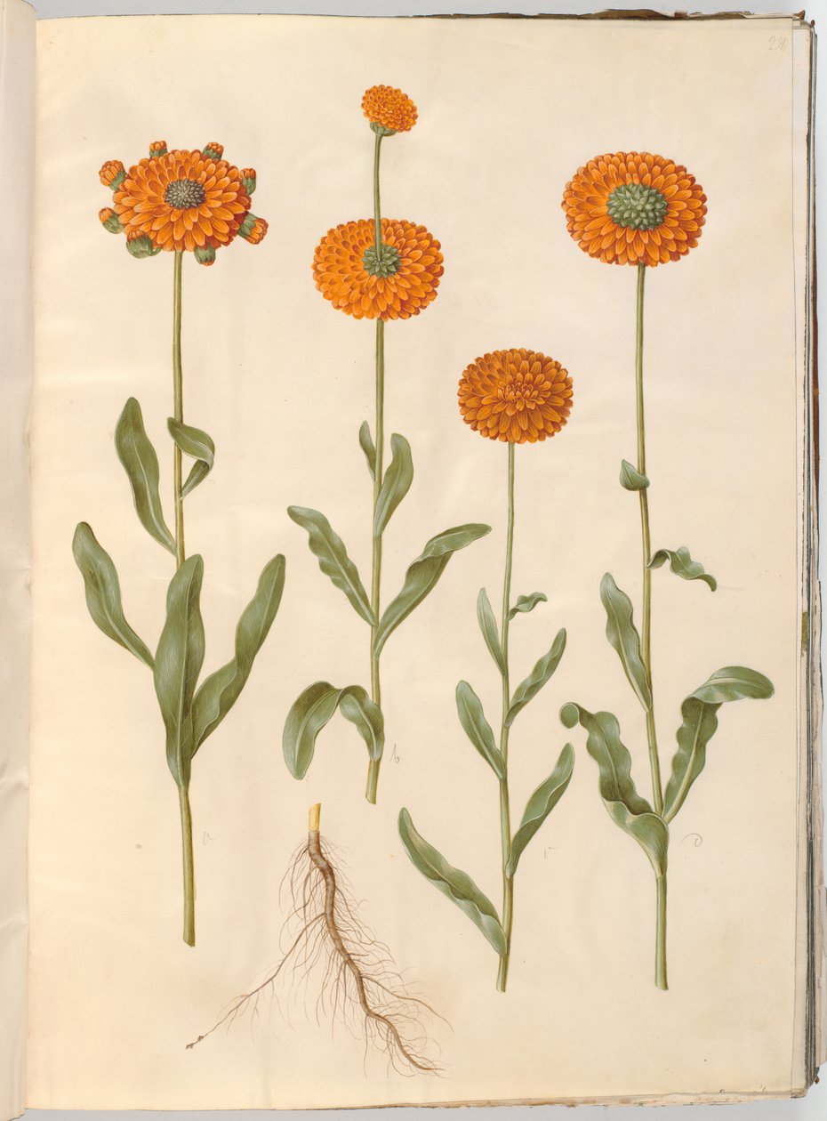 Calendula officinalis (have-morgenfrue) af Hans Simon Holtzbecker
