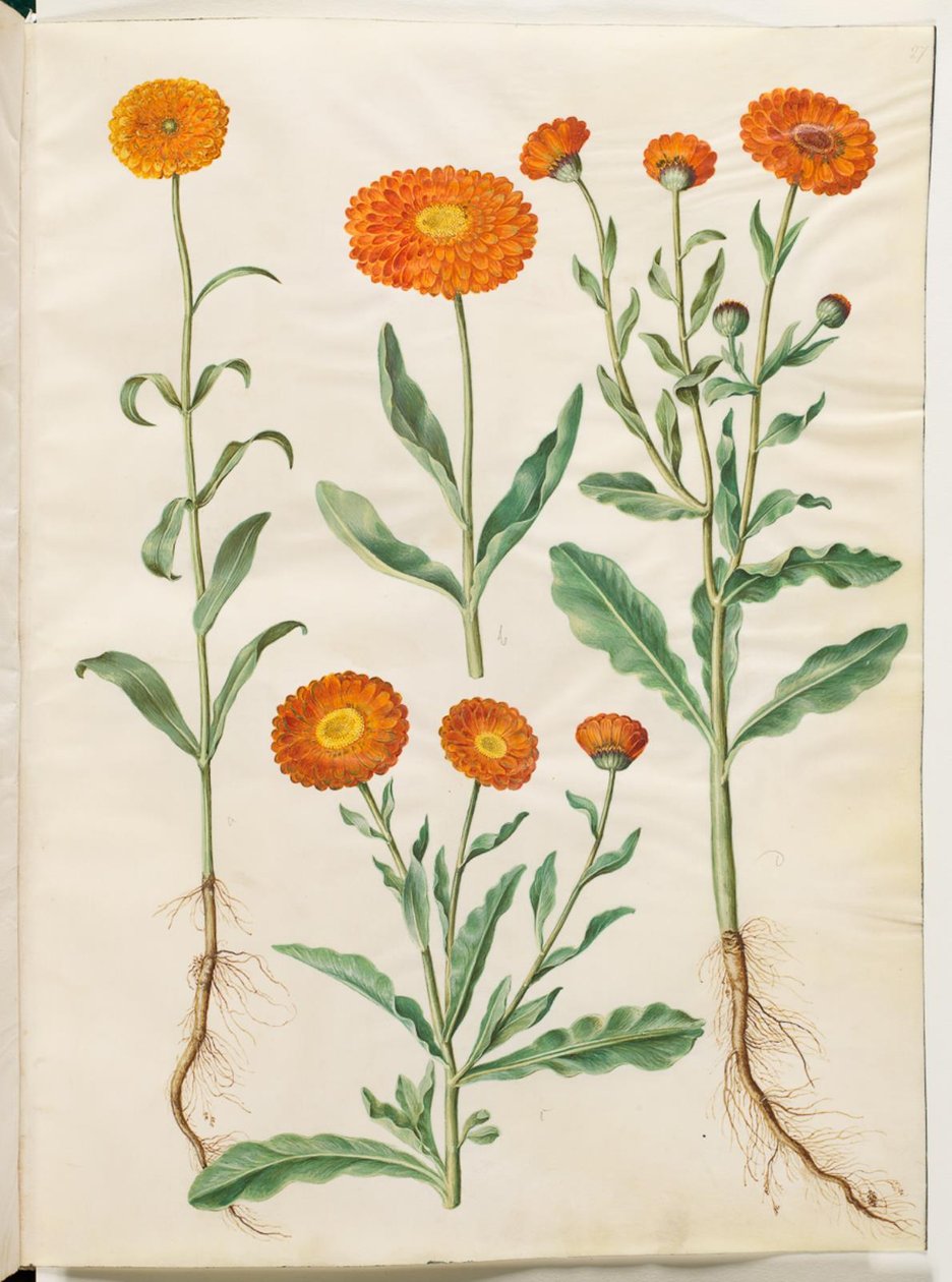 Calendula officinalis (have-morgenfrue) af Hans Simon Holtzbecker