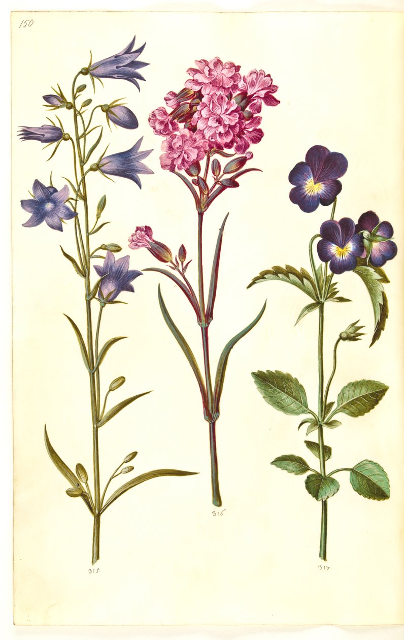Campanula rotundifolia (liden klokke); Silene viscaria (almindelig tjærenellike); Viola tricolor (almindelig stedmoderblomst) af Hans Simon Holtzbecker