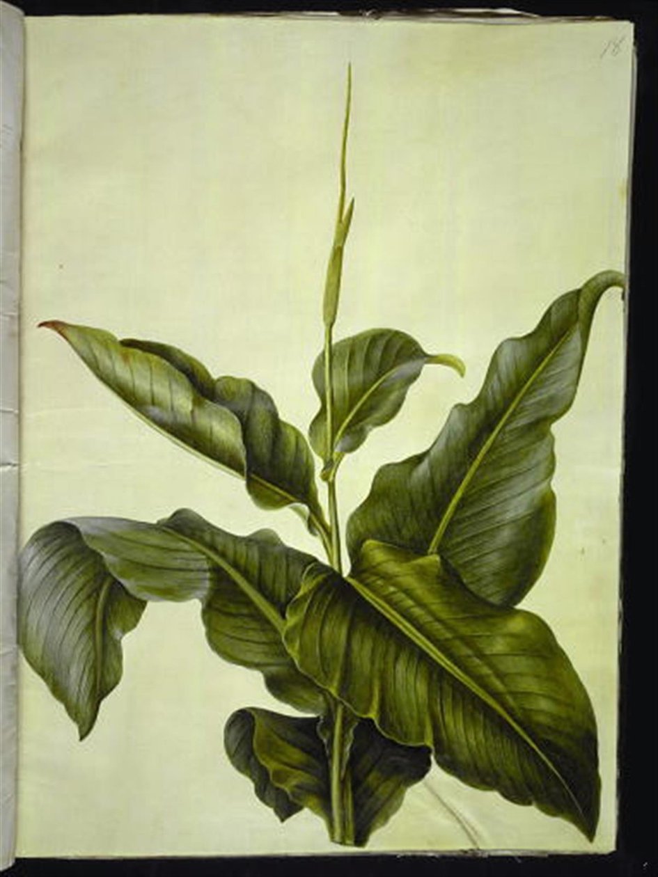 kanna (øje) af Hans Simon Holtzbecker