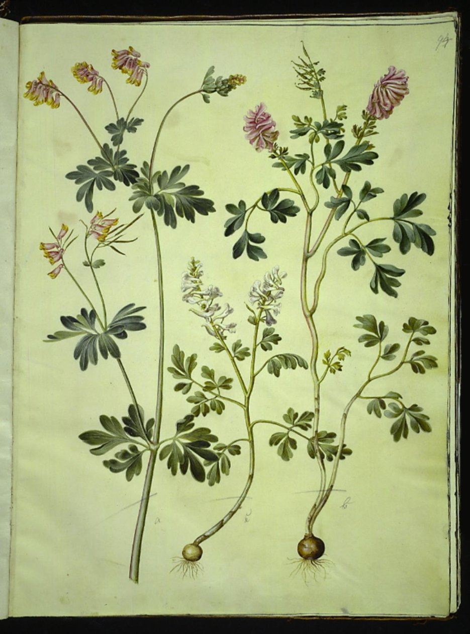Capnoides sempervirens (harlekinurt); Corydalis solida (langstilket lærkespore) af Hans Simon Holtzbecker