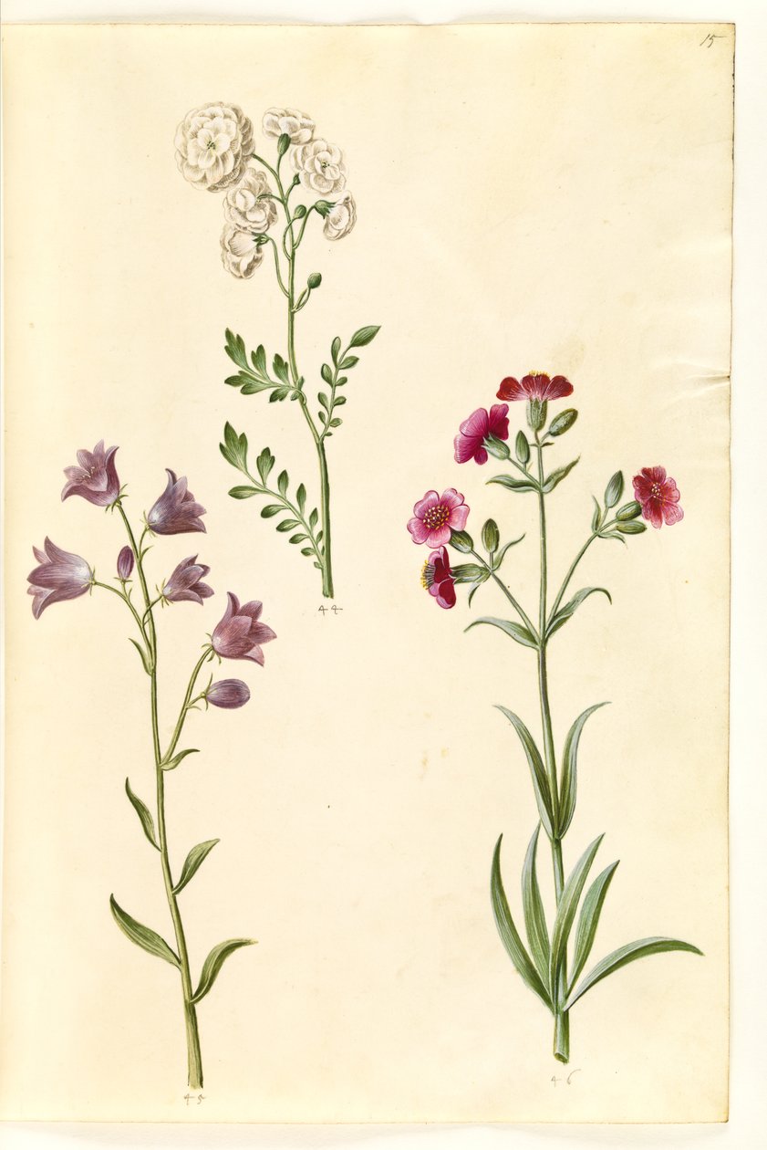 Cardamine pratensis (engkarse); Campanula rotundifolia (?) (lidende klokke); Silene vulgaris (?) (blære møl) af Hans Simon Holtzbecker