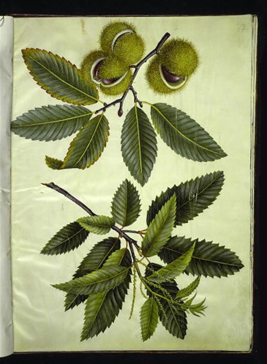 Castanea sativa (ægte kastanje) af Hans Simon Holtzbecker
