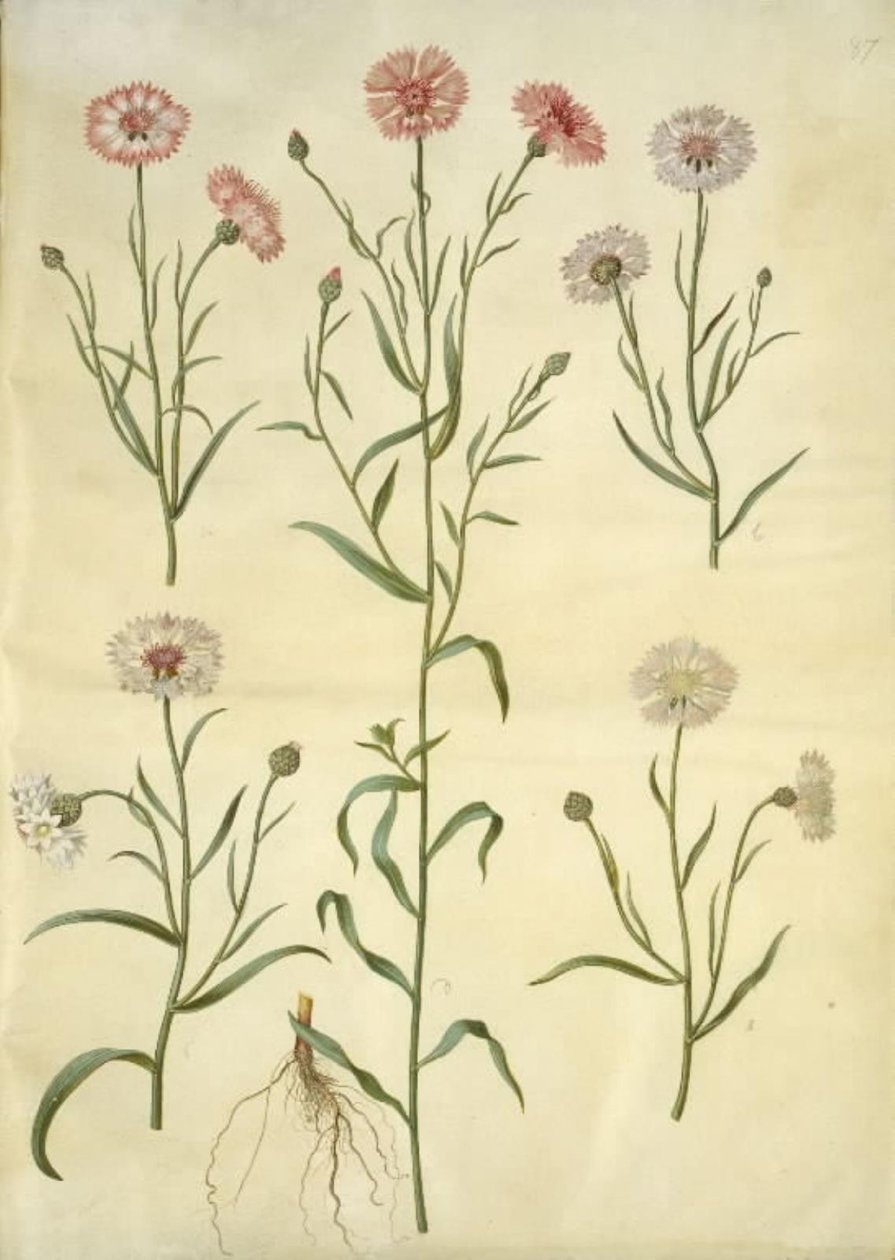 Centaurea cyanus (kornblomst) af Hans Simon Holtzbecker