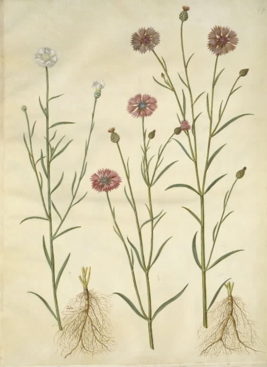 Centaurea cyanus (kornblomst) af Hans Simon Holtzbecker