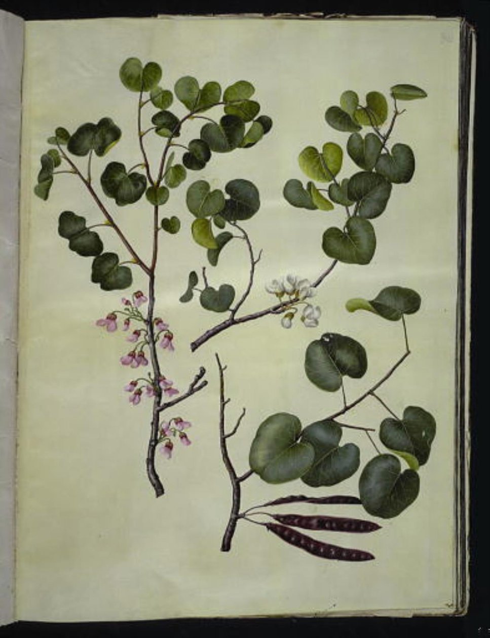 Cercis siliquastrum (almindelig judastræ) af Hans Simon Holtzbecker