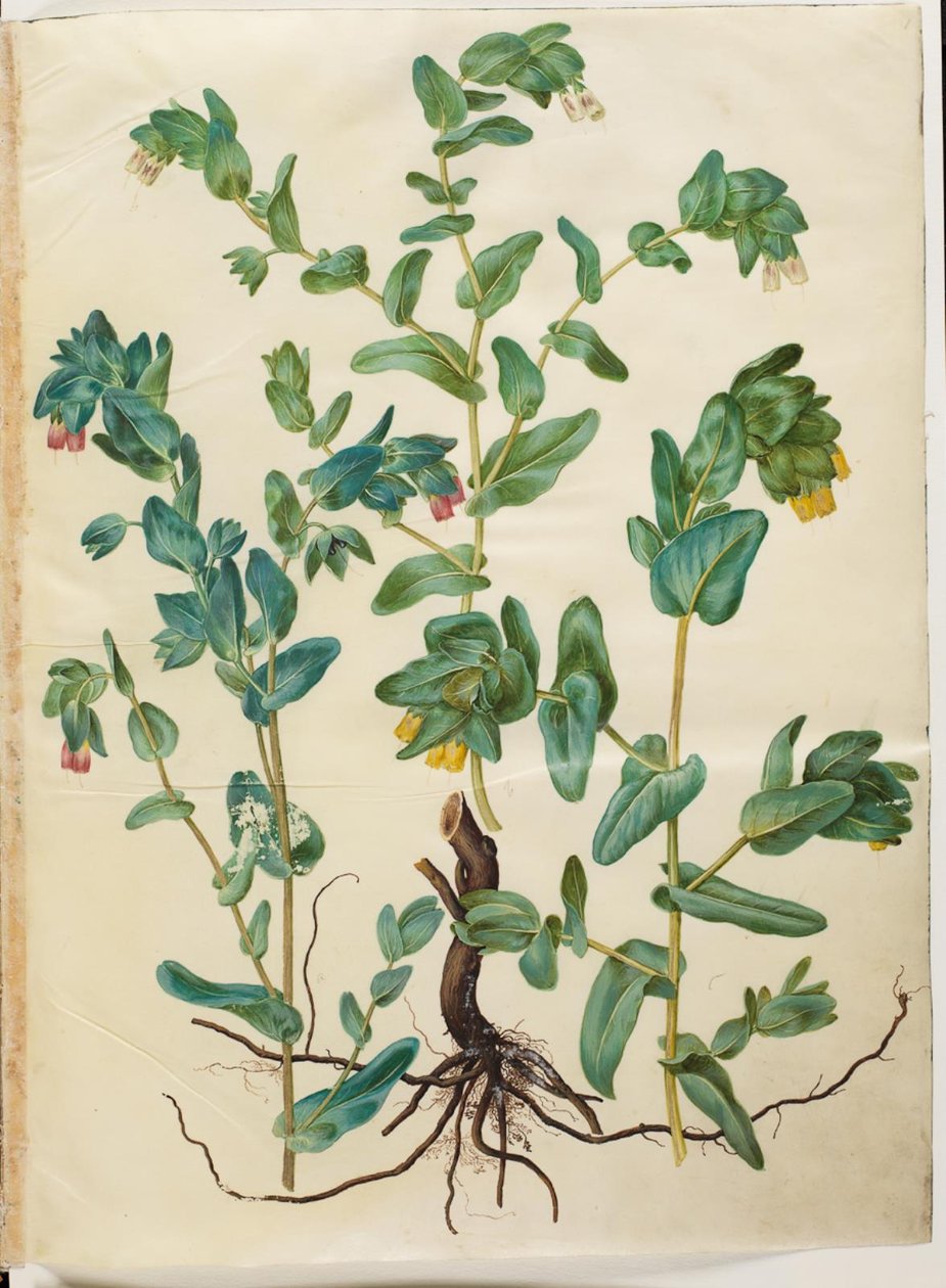 Cerinthe major (stor voksurt) af Hans Simon Holtzbecker