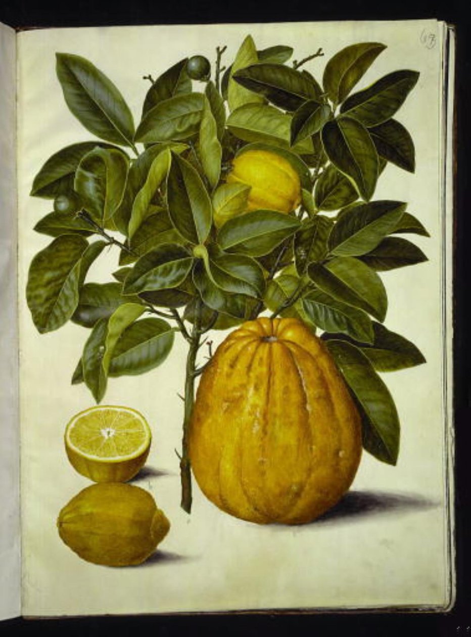 Citrus limon (almindelig citron); Citrus maxima (pompelmus) af Hans Simon Holtzbecker